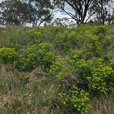 Euphorbia oblongata (Egg-leaf Spurge) at Fyshwick, ACT - 5 Oct 2024 by Jiggy