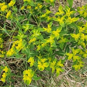 Euphorbia oblongata at Fyshwick, ACT - 5 Oct 2024 02:11 PM