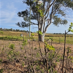 Malus pumila at Macgregor, ACT - 4 Oct 2024