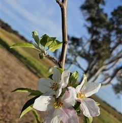 Malus pumila at Macgregor, ACT - 4 Oct 2024