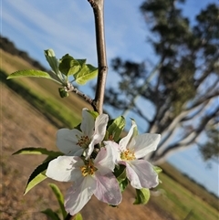 Malus pumila at Macgregor, ACT - 4 Oct 2024