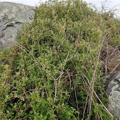 Rubus parvifolius (Native Raspberry) at Macgregor, ACT - 30 Sep 2024 by Jiggy