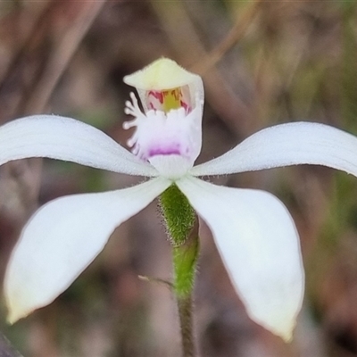 Caladenia ustulata (Brown Caps) at Bungendore, NSW - 5 Oct 2024 by clarehoneydove