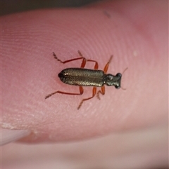 Lemidia subaenea (Clerid beetle) at Bungendore, NSW - 5 Oct 2024 by clarehoneydove