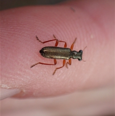 Lemidia subaenea (Clerid beetle) at Bungendore, NSW - 5 Oct 2024 by clarehoneydove