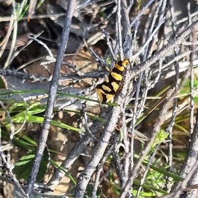 Tanyzancla argutella (A concealer moth) at Bungendore, NSW - 5 Oct 2024 by clarehoneydove