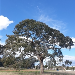 Eucalyptus melliodora at Franklin, ACT - 5 Oct 2024