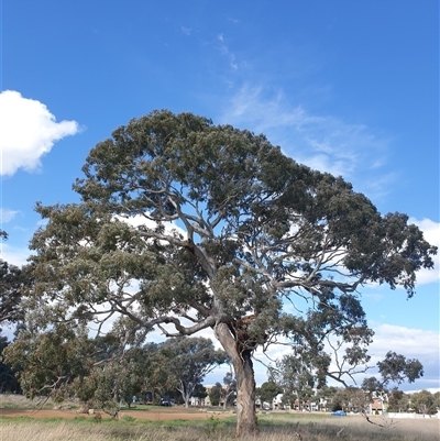 Eucalyptus melliodora (Yellow Box) at Franklin, ACT - 5 Oct 2024 by Jeanette