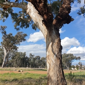 Eucalyptus melliodora at Franklin, ACT - 5 Oct 2024