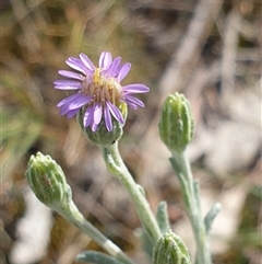 Vittadinia gracilis (New Holland Daisy) at Gungahlin, ACT - 5 Oct 2024 by Jeanette