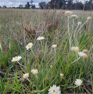 Leucochrysum albicans subsp. tricolor at Franklin, ACT - suppressed