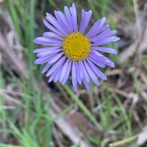 Brachyscome spathulata at Gurrundah, NSW - 5 Oct 2024