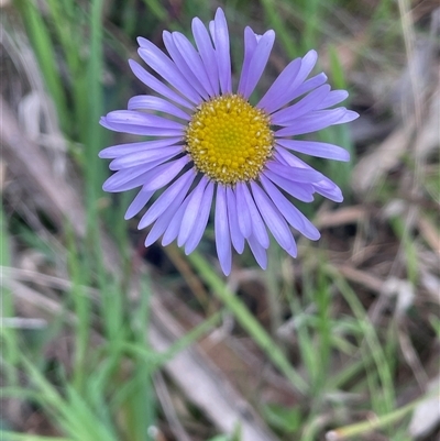 Brachyscome spathulata (Coarse Daisy, Spoon-leaved Daisy) at Gurrundah, NSW - 5 Oct 2024 by JaneR