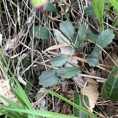 Brachyscome spathulata at Gurrundah, NSW - 5 Oct 2024