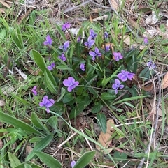 Viola betonicifolia subsp. betonicifolia (Arrow-Leaved Violet) at Gurrundah, NSW - 5 Oct 2024 by JaneR