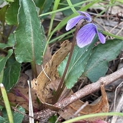 Viola betonicifolia subsp. betonicifolia at Gurrundah, NSW - 5 Oct 2024