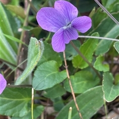 Viola betonicifolia subsp. betonicifolia at Gurrundah, NSW - 5 Oct 2024