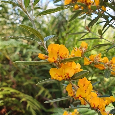 Oxylobium arborescens (Golden Shaggy Pea) at Penrose, NSW - 5 Oct 2024 by Aussiegall