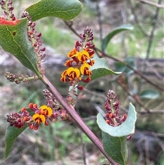 Daviesia latifolia at Gurrundah, NSW - 5 Oct 2024