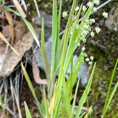 Briza minor (Shivery Grass) at Gurrundah, NSW - 5 Oct 2024 by JaneR