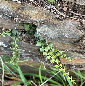 Asplenium flabellifolium at Gurrundah, NSW - 5 Oct 2024