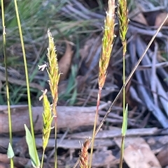 Anthoxanthum odoratum (Sweet Vernal Grass) at Gurrundah, NSW - 5 Oct 2024 by JaneR