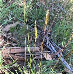 Anthoxanthum odoratum at Gurrundah, NSW - 5 Oct 2024