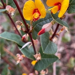 Platylobium montanum subsp. montanum (Mountain Flat Pea) at Gurrundah, NSW - 5 Oct 2024 by JaneR