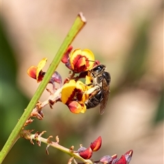 Leioproctus sp. (genus) (Plaster bee) at Penrose, NSW - 5 Oct 2024 by Aussiegall