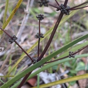 Lomandra multiflora at Gurrundah, NSW - 5 Oct 2024