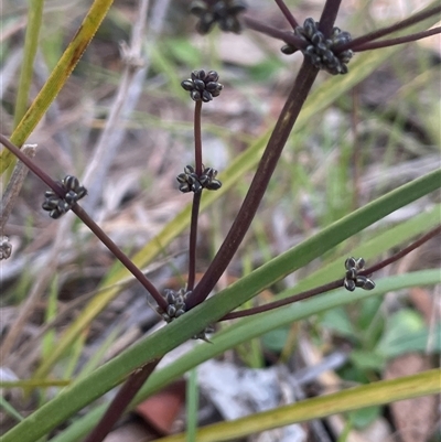 Lomandra multiflora (Many-flowered Matrush) at Gurrundah, NSW - 5 Oct 2024 by JaneR