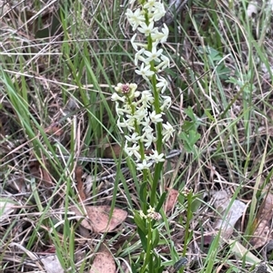 Stackhousia monogyna at Gurrundah, NSW - 5 Oct 2024