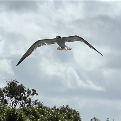 Thalasseus bergii (Crested Tern) at Donnybrook, QLD - 3 Oct 2024 by JimL