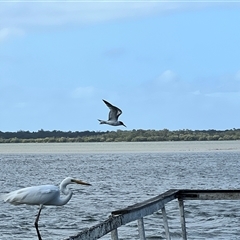 Ardea alba (Great Egret) at Donnybrook, QLD - 3 Oct 2024 by JimL