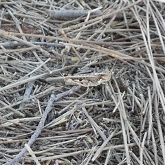 Unidentified Grasshopper (several families) at Gibson Desert North, WA - 28 Aug 2024 by Paul4K