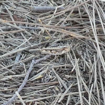 Unidentified Grasshopper (several families) at Gibson Desert North, WA - 28 Aug 2024 by Paul4K