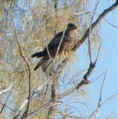 Milvus migrans (Black Kite) at Gibson Desert North, WA - 29 Aug 2024 by Paul4K