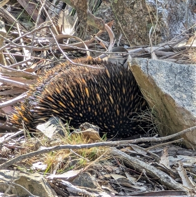 Tachyglossus aculeatus (Short-beaked Echidna) at Gingkin, NSW - 5 Oct 2024 by ScottandMandy