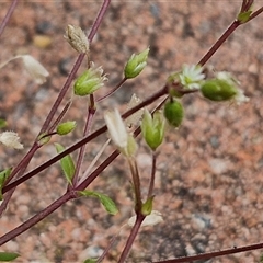 Cerastium glomeratum (Sticky Mouse-ear Chickweed) at Dunlop, ACT - 5 Oct 2024 by trevorpreston