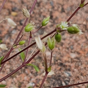 Cerastium glomeratum at Dunlop, ACT - 5 Oct 2024 02:18 PM