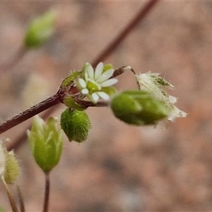 Cerastium glomeratum at Dunlop, ACT - 5 Oct 2024 02:18 PM