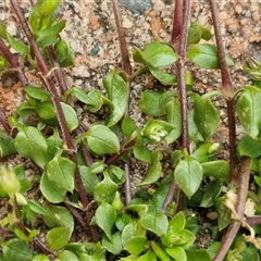 Cerastium glomeratum at Dunlop, ACT - 5 Oct 2024 02:18 PM