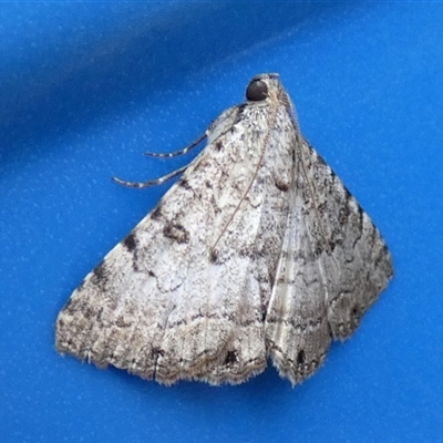 Diatenes aglossoides (An Erebid Moth) at Gibson Desert North, WA - 29 Aug 2024 by Paul4K