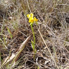 Diuris nigromontana (Black Mountain Leopard Orchid) at O'Connor, ACT - 6 Oct 2024 by jpittock