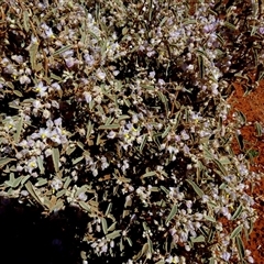 Unverified Other Shrub at Gibson Desert North, WA - 29 Aug 2024 by Paul4K