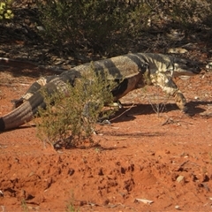 Varanus varius (Lace Monitor) at Euabalong, NSW - 21 Sep 2024 by Christine