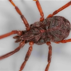 Erythraeidae (family) (Erythraeid mite) at Jerrabomberra, NSW - 2 Oct 2024 by MarkT