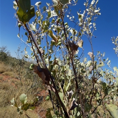 Grevillea wickhamii (Holly-leaved Grevillea, Wickham's Grevillea) at Gibson Desert North, WA - 29 Aug 2024 by Paul4K