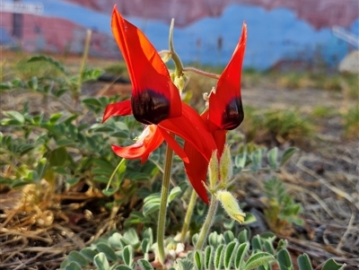 Swainsona formosa (Sturt's Desert Pea) at Ross, NT - 6 Oct 2024 by atticus