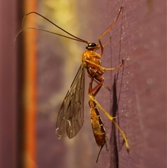 Netelia sp. (genus) (An Ichneumon wasp) at Captains Flat, NSW - 5 Oct 2024 by Csteele4